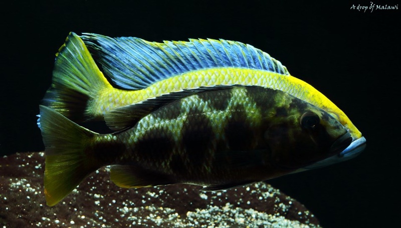 Nimbochromis venustus